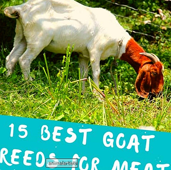15 най-добри породи кози за месо