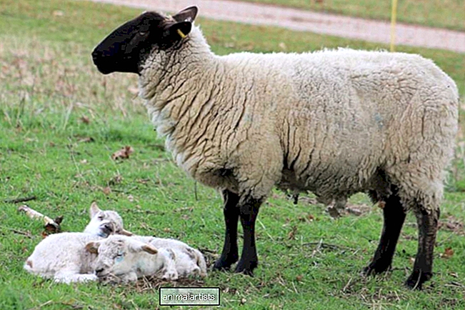 15 geriausių mėsinių avių veislių - Ūkio Animalai-Kaip Petys