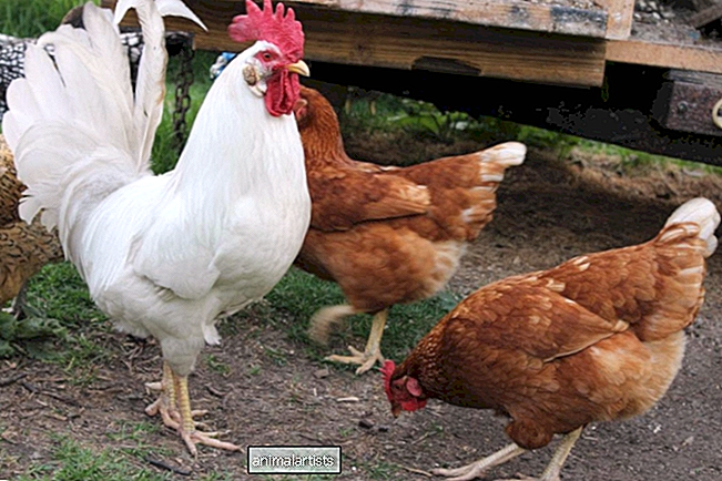 5 Gaidžio privalumai jūsų pulke - Ūkio Animalai-Kaip Petys
