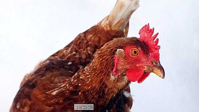 7 izturīgas vistu šķirnes, kas labi izturas gan karstā, gan aukstā temperatūrā
