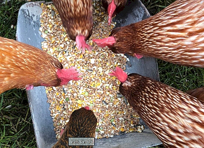 Ali lahko piščanci jedo sončnična semena? - Kmetija-Animals-As Pet
