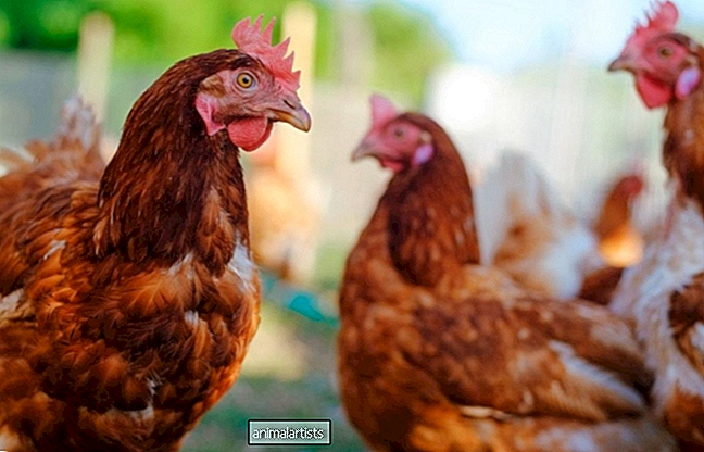 Können Hühner Mangold essen? - Farm-Animals-As-Pets