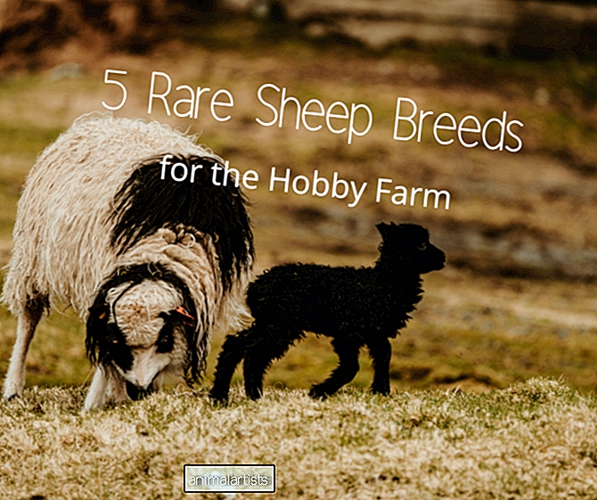 Pet redkih pasem ovac za hobi kmetijo - Kmetija-Animals-As Pet