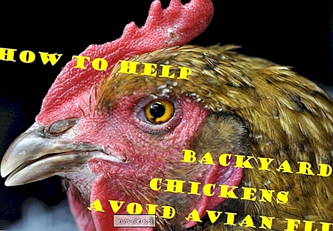 Pomaganje vašim kokošima u dvorištu da izbjegnu ptičju gripu - Farme-Životinje-Kao Kućni Ljubimci