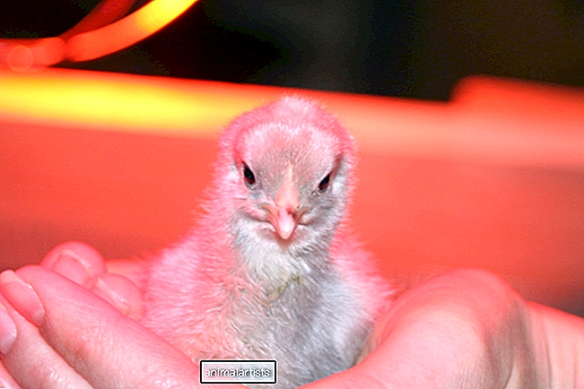 Hvordan avle glade kyllinger - Farm-Animals-As Pets