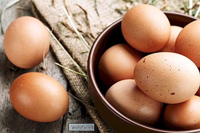 Comment collecter des œufs de poule