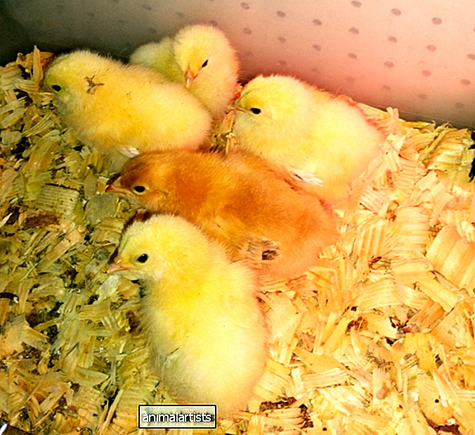 Kuidas alustada koduaia kanadega - Farm-Animals-As Pets