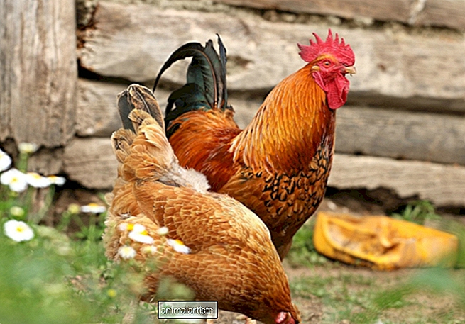 كيفية إبقاء الدجاج بعيد المدى خارج حديقتك - المزرعة-As-Pets