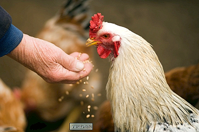 Cómo alimentar adecuadamente a los pollos - Animales De Granja Como Mascotas