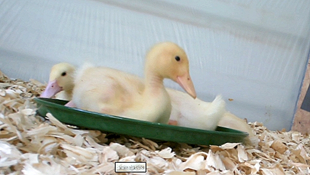 Comment élever, nourrir et soigner des bébés canards - Ferme-Animaux En Tant Que Pets