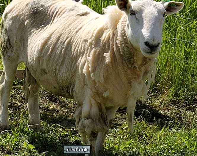 Ich liebe Wollpullover, aber sind sie ethisch vertretbar? - Farm-Animals-As-Pets