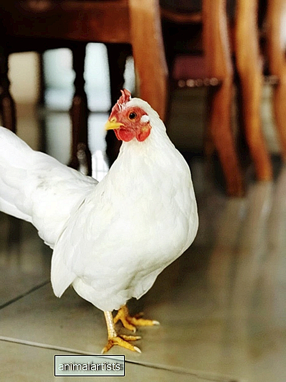 Κρατώντας κοτόπουλα στο σπίτι