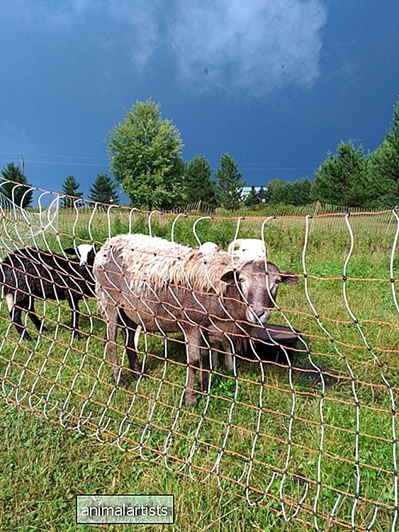 Rotācijas ganīšana ar pārnēsājamiem elektriskajiem tīkla žogiem - Farm-Animals-As-Ligzdi