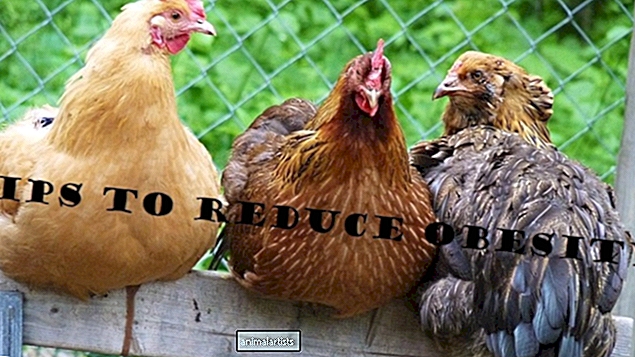 अपने पिछवाड़े के मुर्गियों को खतरनाक रूप से मोटे होने से बचाने के टिप्स - फार्म-एनिमल्स-एएस-पेट्स