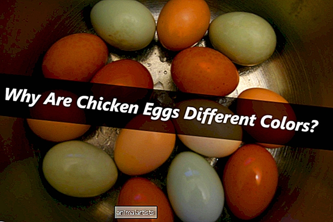 Miksi kananmunat ovat erivärisiä?