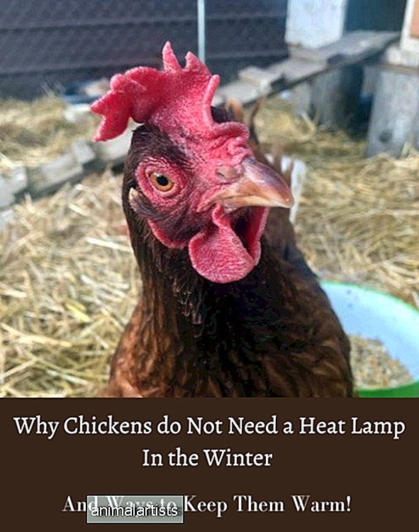 Kodėl jūsų vištoms nereikia šilumos lempos - Ūkio Animalai-Kaip Petys