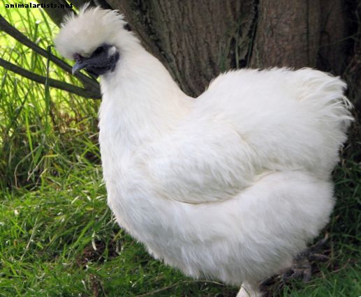 Silkie: Изчерпателно ръководство за пилето с пухкави пилета
