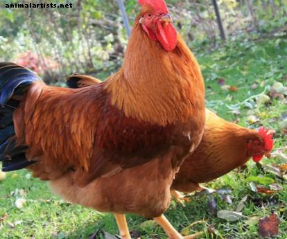 12 store tips for å oppdra kyllinger i bakgården