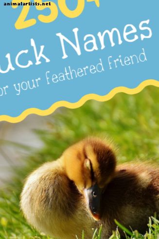 250+ imena patke za vašeg odvratnog prijatelja (od Aflaca do Xerxesa) - Poljoprivredne životinje kao kućni ljubimci