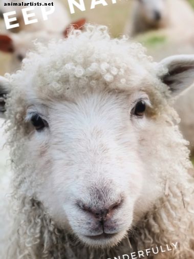 Oltre 200 nomi di agnello e pecora - Animali da fattoria come animali domestici