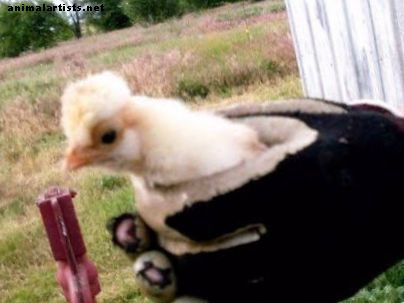 Ensayo fotográfico de la vida de un pollo: de recién nacido a adulto - Animales de granja como mascotas