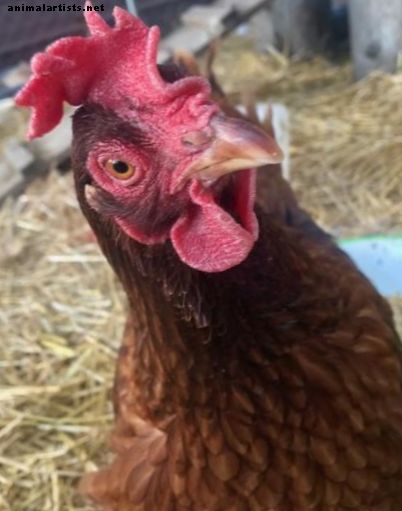 6 maneiras de manter as galinhas frescas no verão - Animais de fazenda como animais de estimação