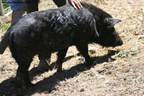 Αγρόκτημα ζώα ως κατοικίδια ζώα - Ζώντας με μινιατούρες χοίρους στο μικρό μας αγρόκτημα