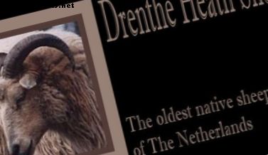 Ολλανδική φυλή γενεαλογικών προβάτων: Πρόβατα Drenthe Heath (Drents Heideschaap) - Αγρόκτημα ζώα ως κατοικίδια ζώα