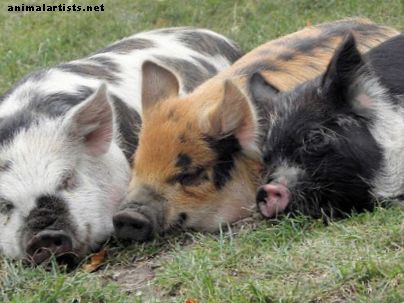 5 mythes courants sur l'élevage de porcs