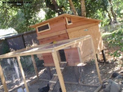 كيفية التخطيط لبيت الدجاج في الفناء الخلفي: DIY Coops وملحقاتها - حيوانات المزرعة كحيوانات أليفة