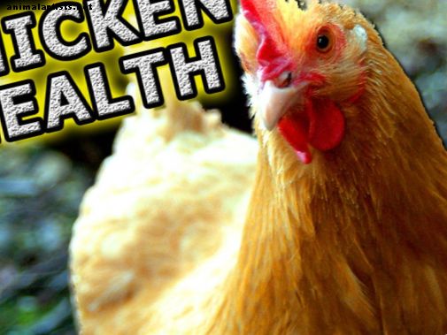 Maladies du poulet et problèmes de santé - Animaux de la ferme comme animaux de compagnie