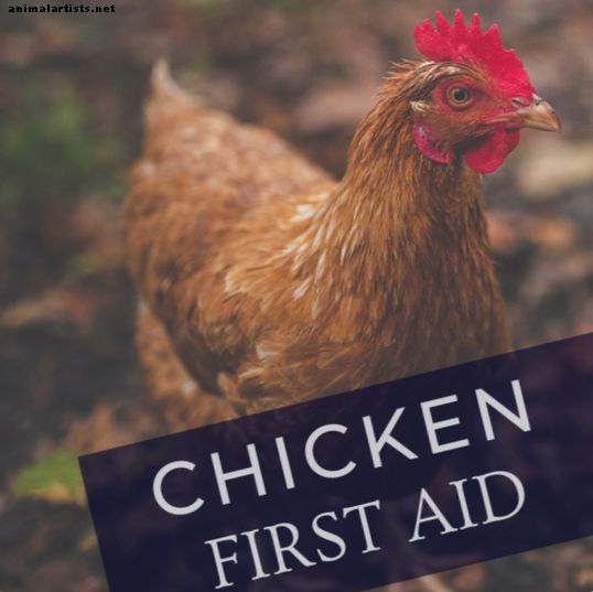 Eerste hulp: zorgen voor een gewonde kip - Boerderijdieren als huisdieren