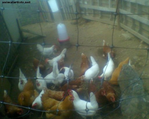 Ανύψωση κοτόπουλων σε οικολογικό χωριό του 21ου αιώνα