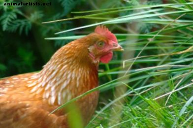 Zu vermeidende Fehler bei der Hühnerzucht: Unsere Geschichte