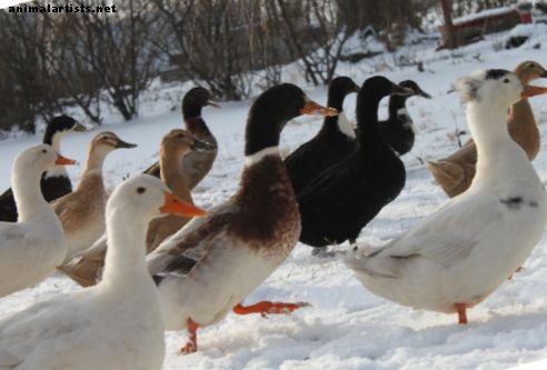 دليل المبتدئين لتربية البط - حيوانات المزرعة كحيوانات أليفة