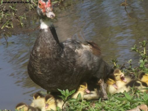 10 Razões Muscovy Ducks fazer grandes animais de estimação - Animais de fazenda como animais de estimação