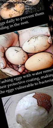 Pollos: agricultor principiante y huevos frescos
