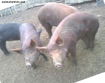 Criação de galinhas e porcos para carne e auto-suficiência - Animais de fazenda como animais de estimação