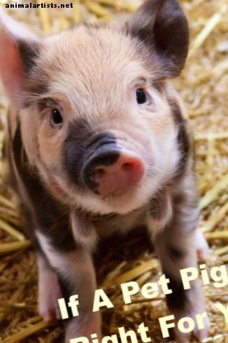 Como decidir se um porco de estimação é ideal para você - Animais de fazenda como animais de estimação