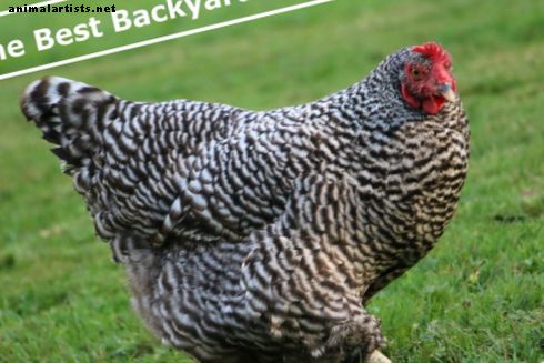 As melhores raças de frango no quintal - Animais de fazenda como animais de estimação