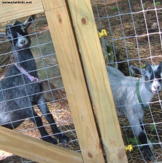 Cómo construir la pluma perfecta para las cabras pigmeas - Animales de granja como mascotas