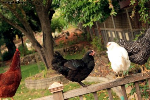 دليل لأمراض الدجاج الفناء الخلفي - حيوانات المزرعة كحيوانات أليفة