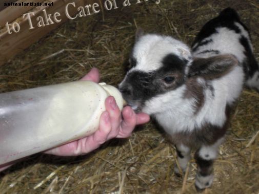 La mejor manera de cuidar a un cordero rechazado - Animales de granja como mascotas