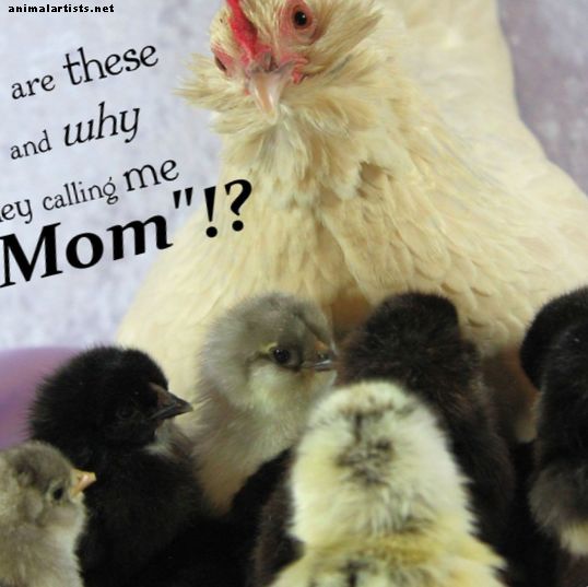 Una guía de expertos para criar pollitos saludables (y sobrevivir días de pollitos) - Animales de granja como mascotas