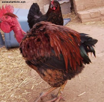 Какво е тюрк (турчин)?  Трансилванско голо пиле на врата - Селскостопански животни като домашни любимци
