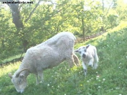 Wie man Schafe als Haustiere pflegt - Nutztiere als Haustiere