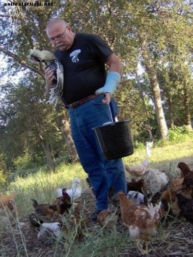 20 चिकन अफवाहें, मिथक, और तथ्य - पशु के रूप में पशु