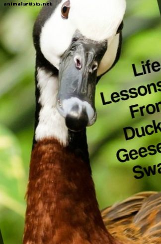 5 lekcií Kačky, husi a labute nás môžu naučiť o živote