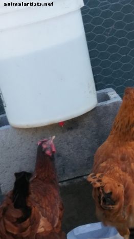 DIY automatisk kyllingvanningssystem for under 10 dollar