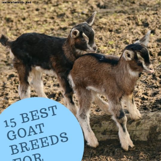 15 melhores raças de cabras para animais de estimação - Animais de fazenda como animais de estimação
